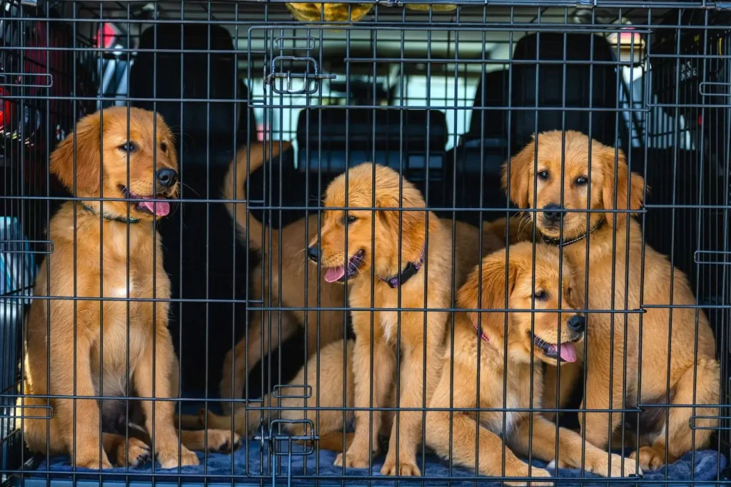 Quatre chiots golden retriever assis dans cage métallique posée dans voiture, image illustrant le transport sécurisé d’animaux de compagnie en vo