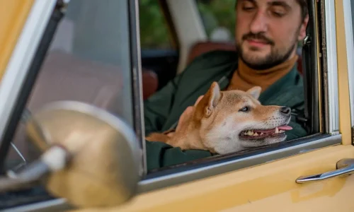 Personne assise dans voiture jaune tenant un chien Shiba Inu, image illustrant le transport d’un animal de compagnie en voiture.