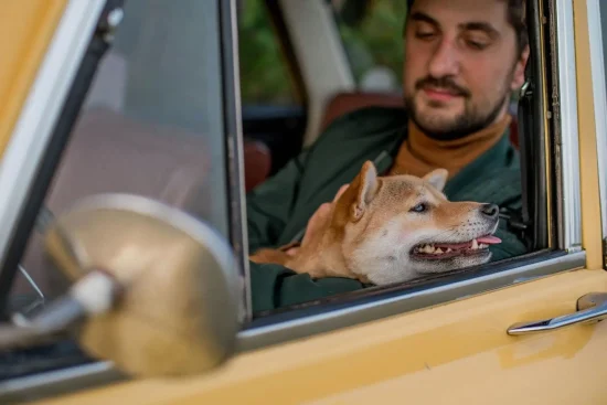 Transporter un animal de compagnie en voiture : règles, sécurité et conseils pratiques